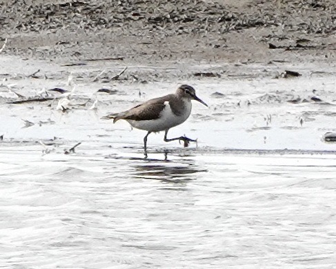 common sandpiper